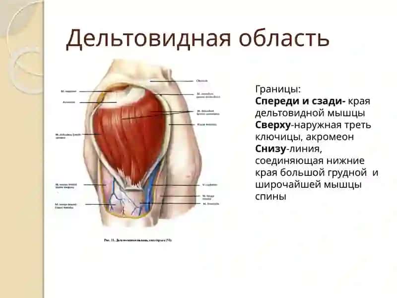 Топографическая анатомия и оперативная хирургия верхней конечности 4