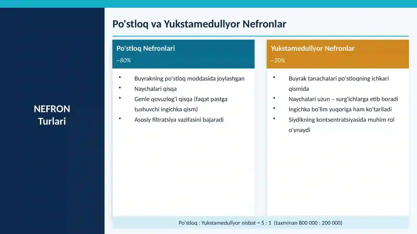 Buyrakning yukstaglomerulyar apparati sitofiziologiyasi.Nefronning gistofiziologiyasi.Buyraklar tuzilishi va regenerator imkoniyatlarining yoshga doir xususiyatlari 4