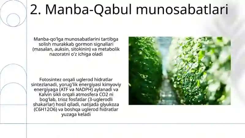 Oʻsimliklarda uglevodlar sintezi 4