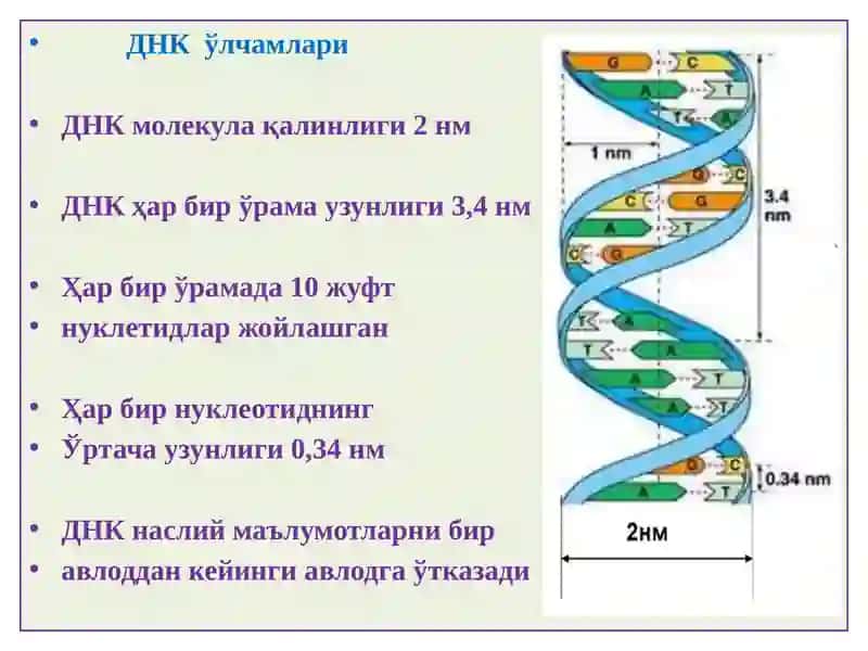 ГЕН, МУТАЦИЯ, ГЕНЕТИК КАСАЛЛИКЛАР 4