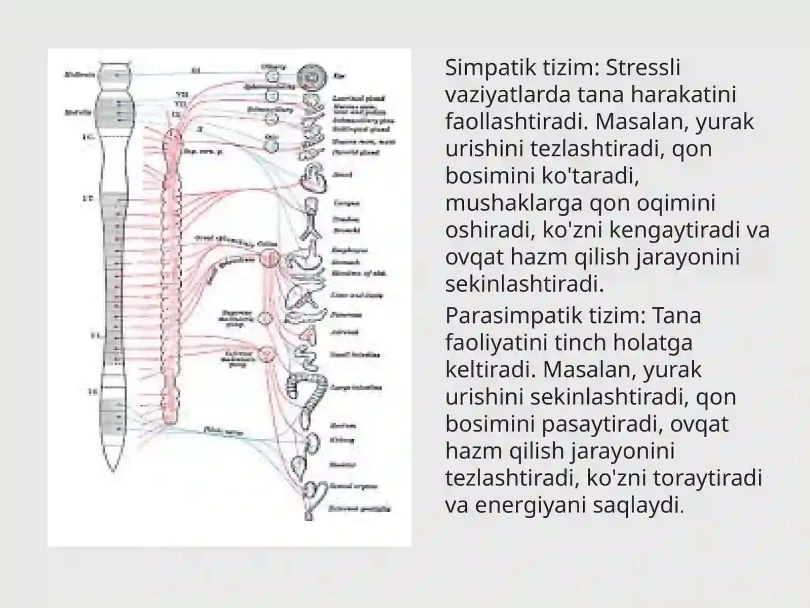 Vegetativ nerv tizimining asosiy qismlari 4