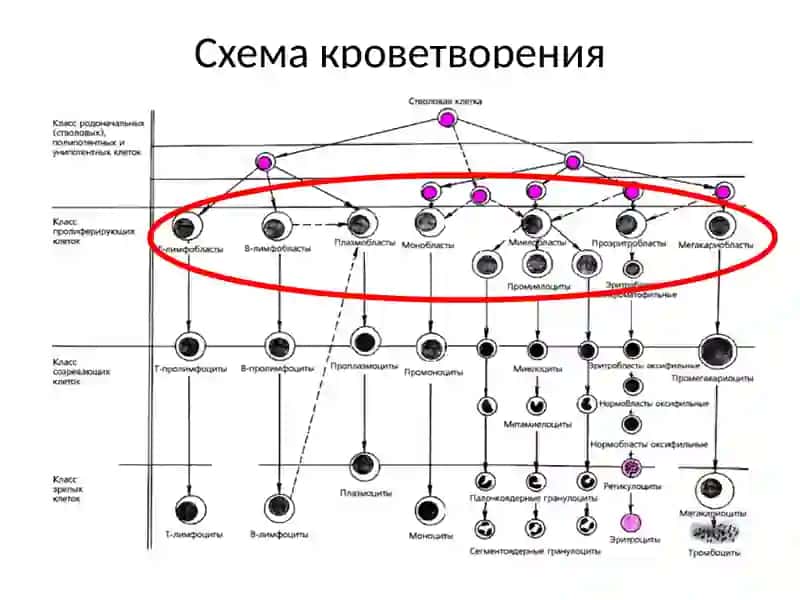 Лейкозы классификация лейкозов 4