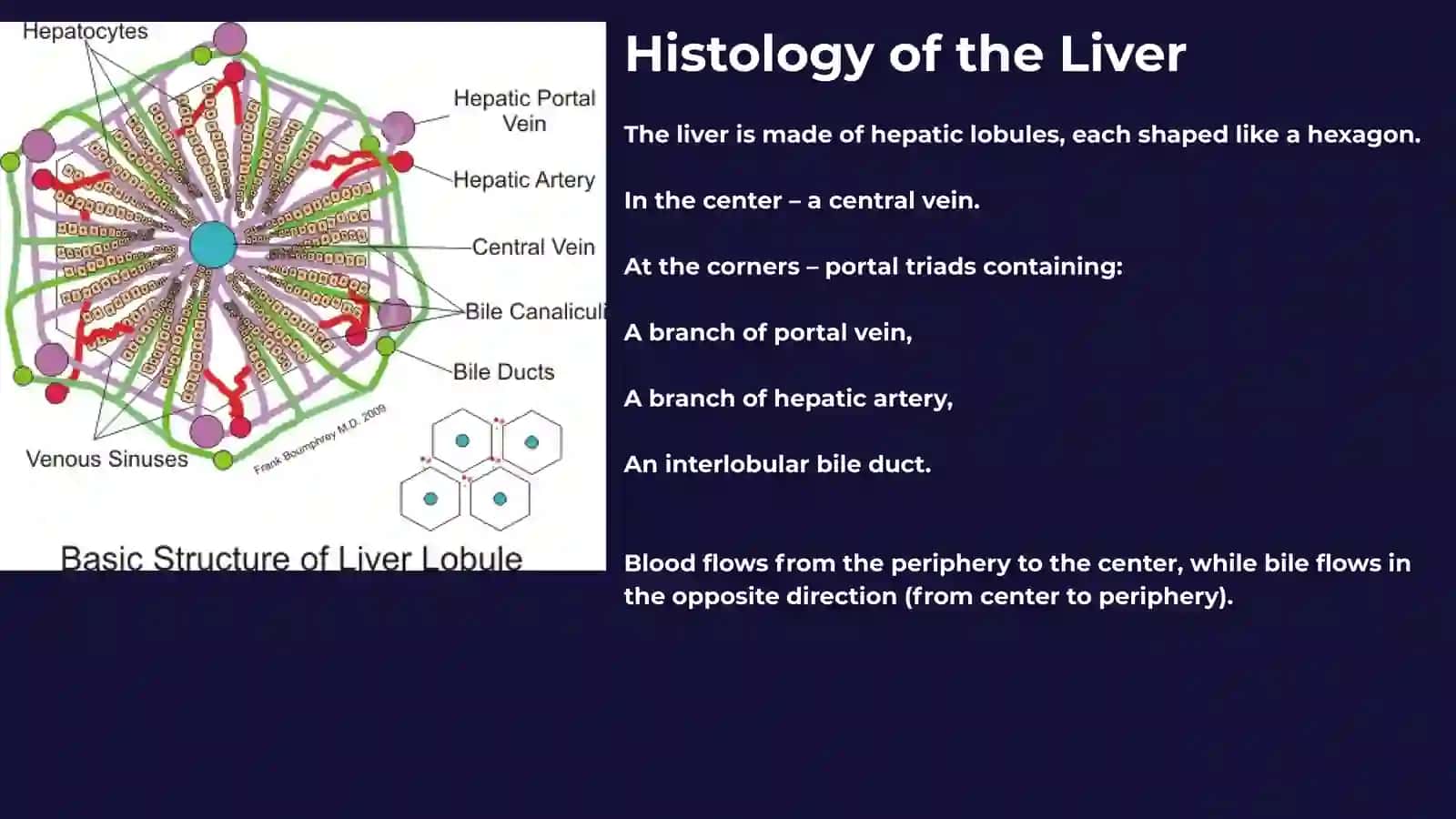 HISTOLOGY OF DIGESTIVE SYSTEM. Liver and pancreas 4