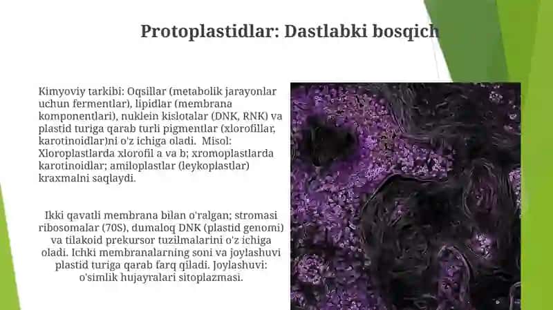 Hujayra plastidalarining tarifi, guruhlari, ultra strukturaviy va kimyoviy tuzilishi 4