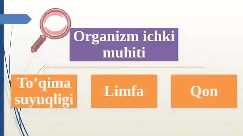 Qon va uning vazifasi 4