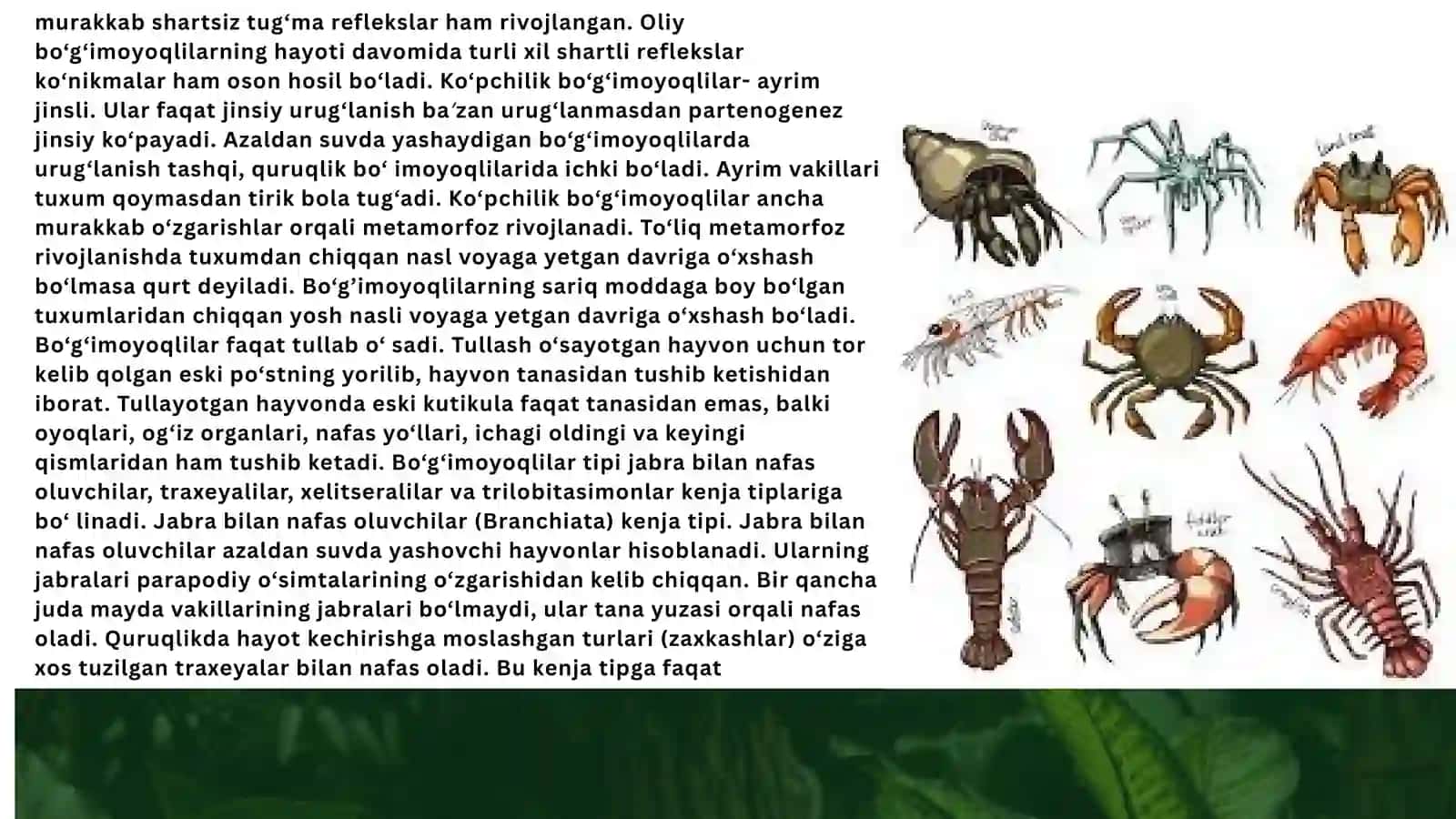 Bo'g'imoyoqlilar tipi xarakteristikasi va klassifikatsiyasi 4