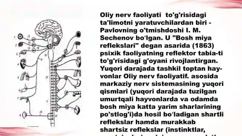 Oliy nerv faoliyati tiplari va aniqlash usullari 4