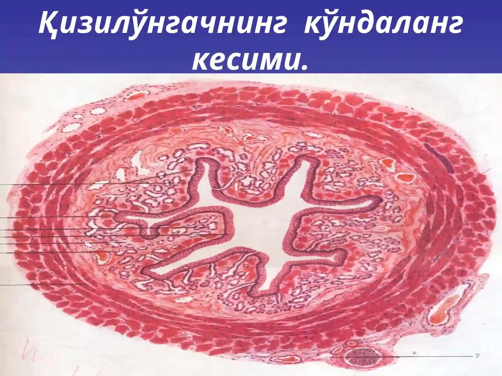 Қизилўнгач 4