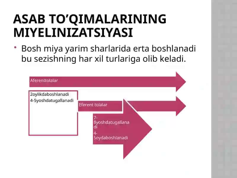 ASAB TIZIMINING ANATOMO-FIZIOLOGIK XUSUSIYATLARI 4