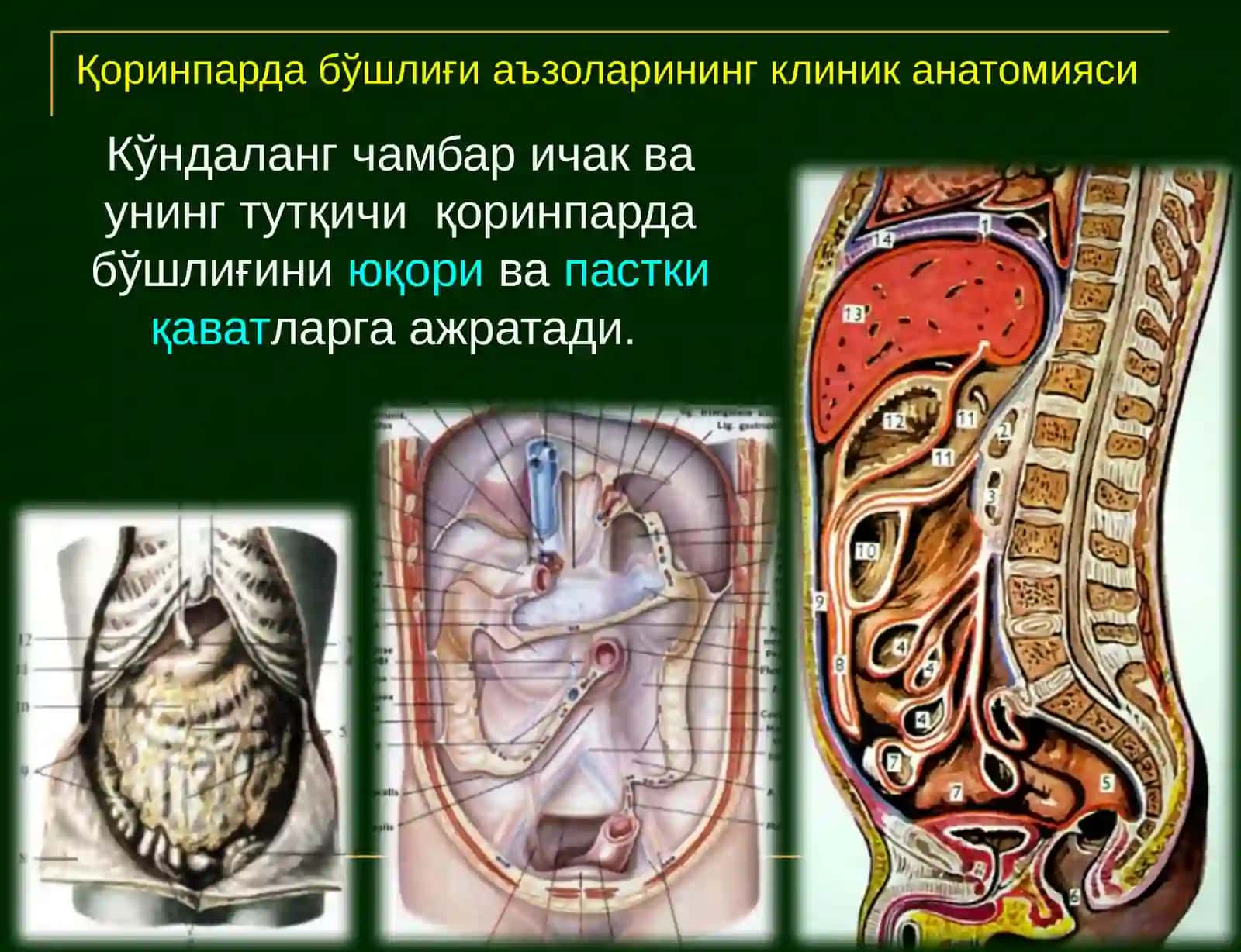 Қоринпарда бўшлиғи аъзоларининг клиник анатомияси 4