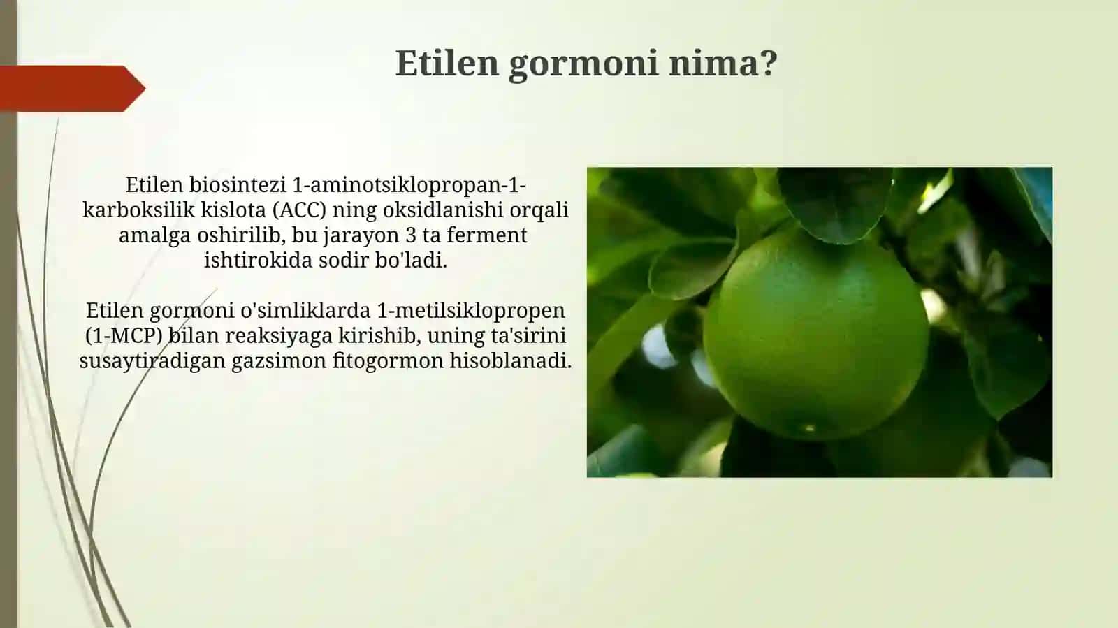 Etilen: mevalarning yetilishi va o`simlik qarishi 4
