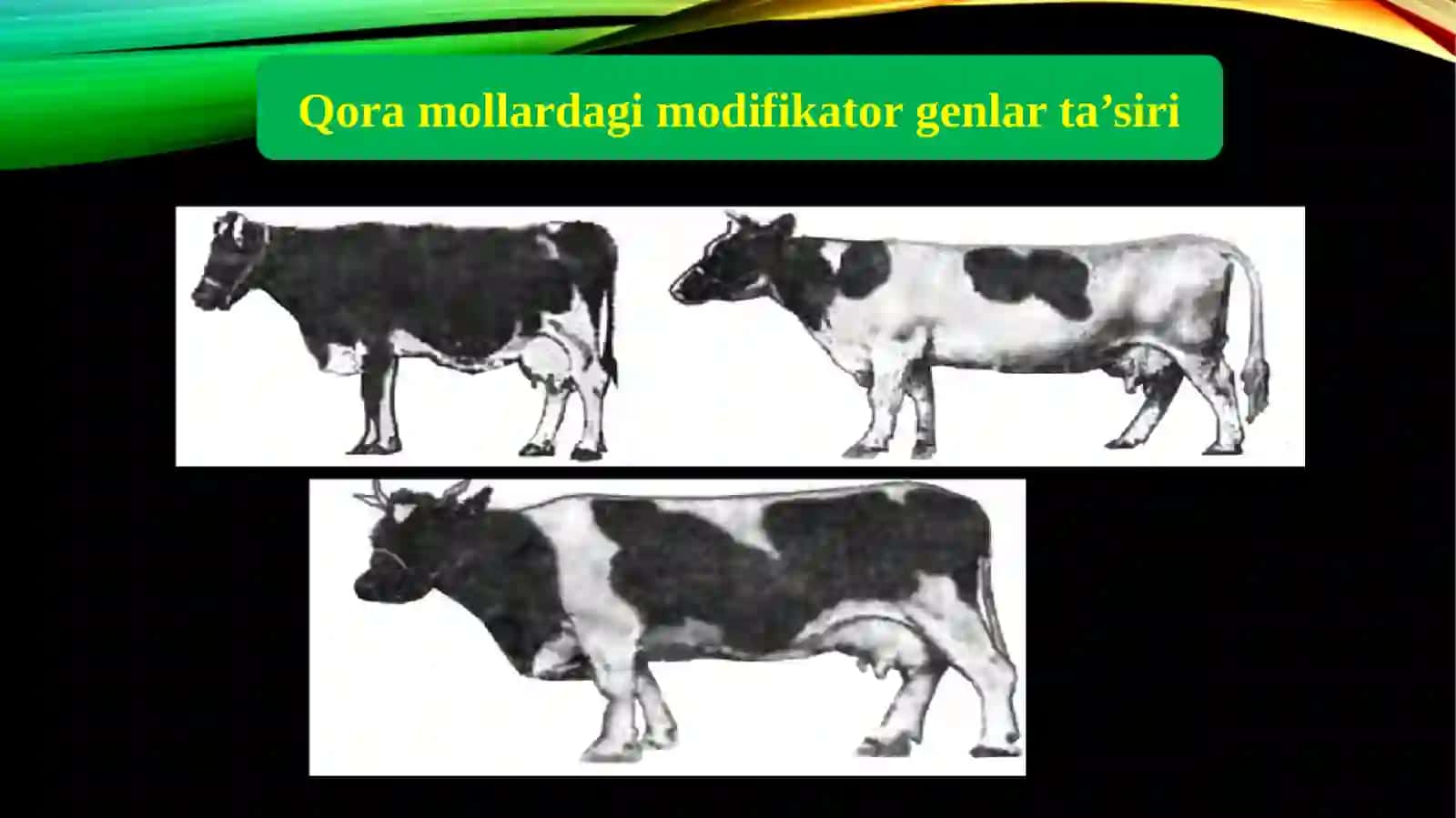 Genlarning modifikatorta’siri 4