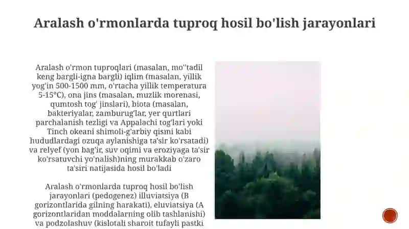 Aralash o'rmonlarda muvaffaqiyatli tuproq uglerodini yig'ish strategiyasi 4