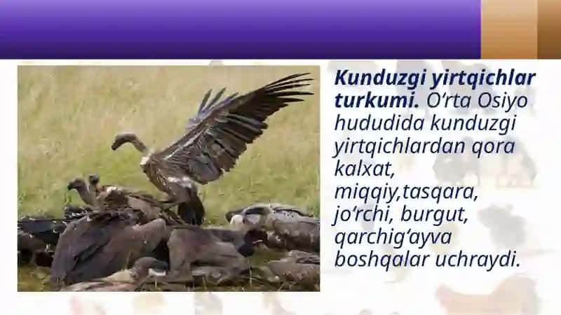 Yirtqichqushlar 4