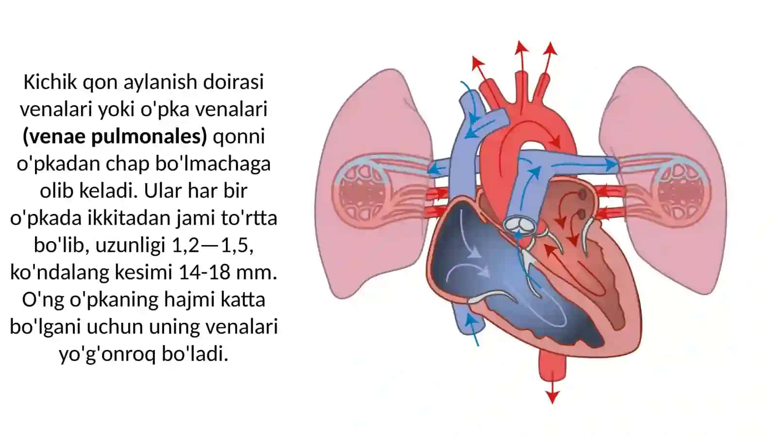 Venalar (venae) 4