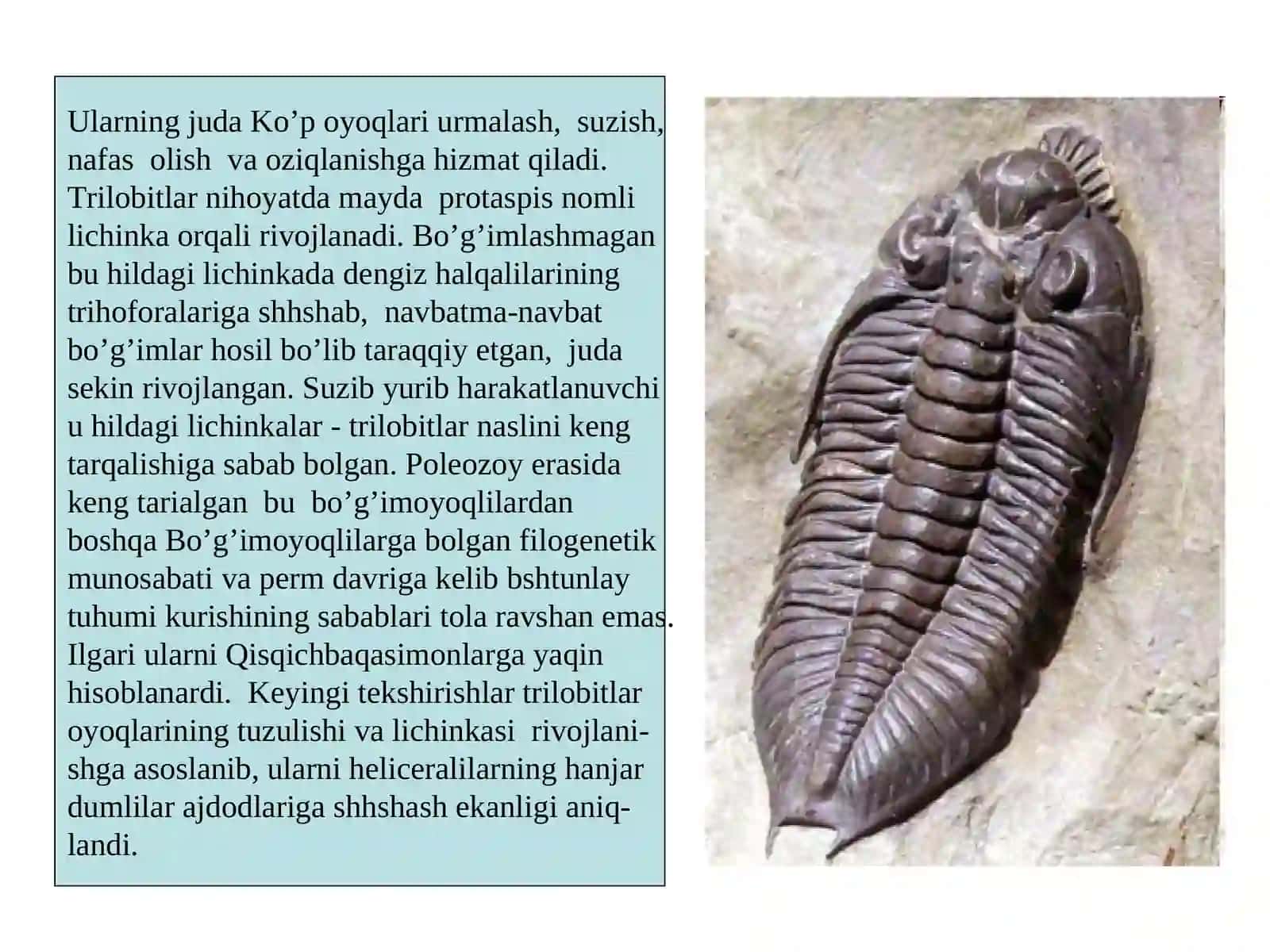 Trilobitlar (TRILOBITA) va heliceralilar (CHELICERATA) kenja tiplariga umumiy tavsif 4