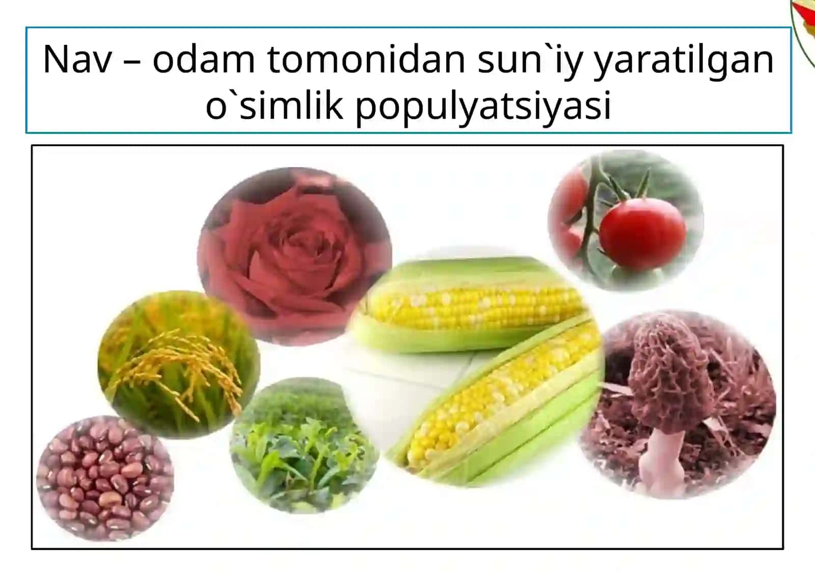 O`simlik va hayvonlar seleksiyasi 4