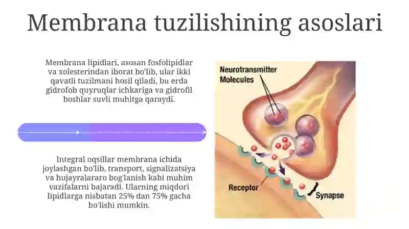 Signallarni membranalar orqali o'tkazilishi 4