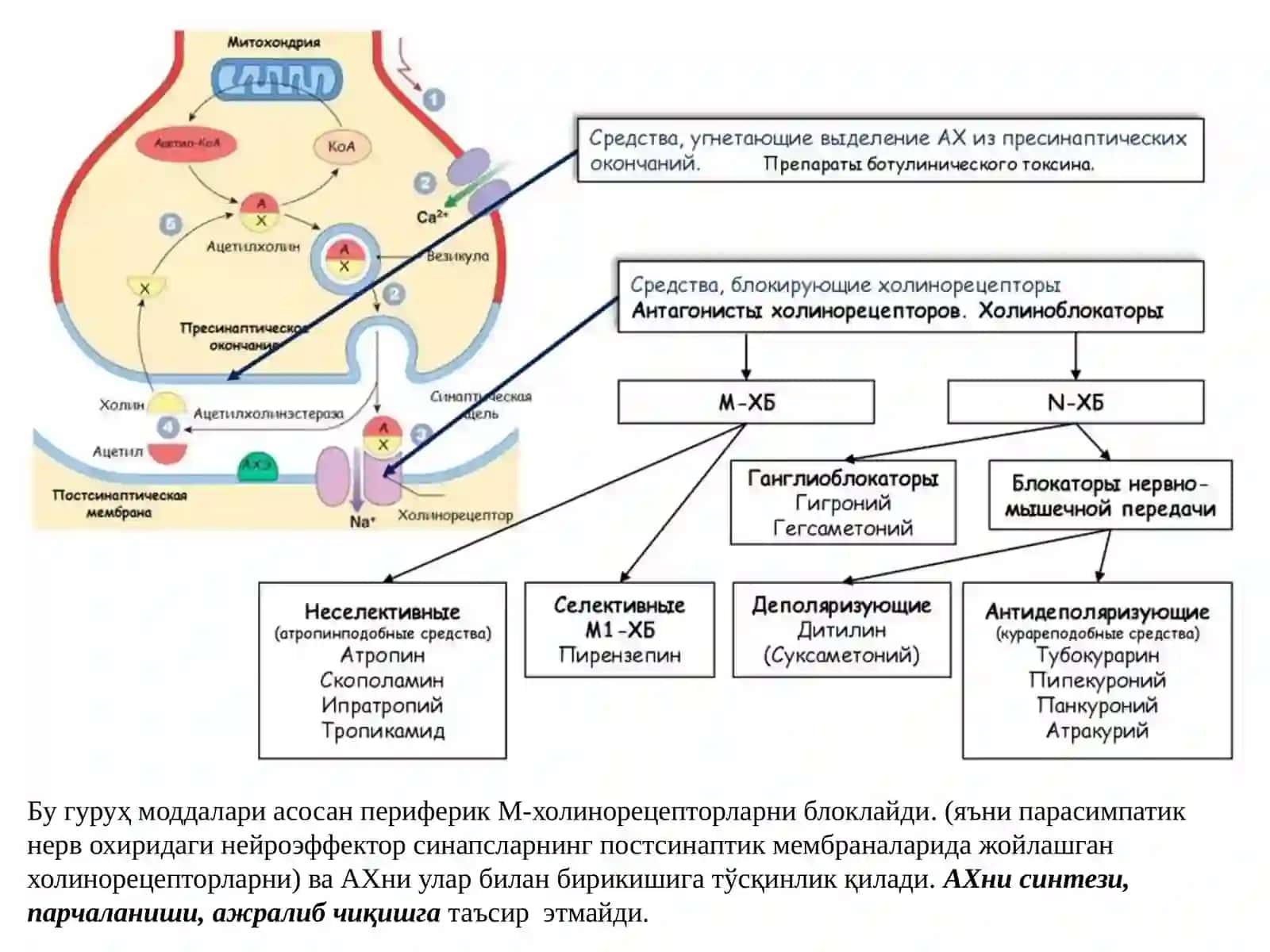 Фармакология ва клиник фармакология 4