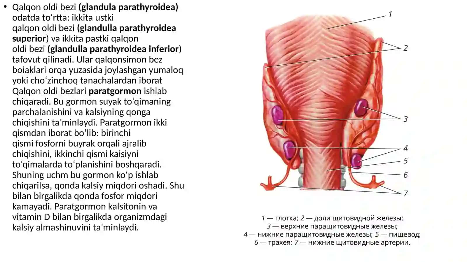 qalqonsimon. qalqon orqa. ayrisimon. meda osti bezlari 4