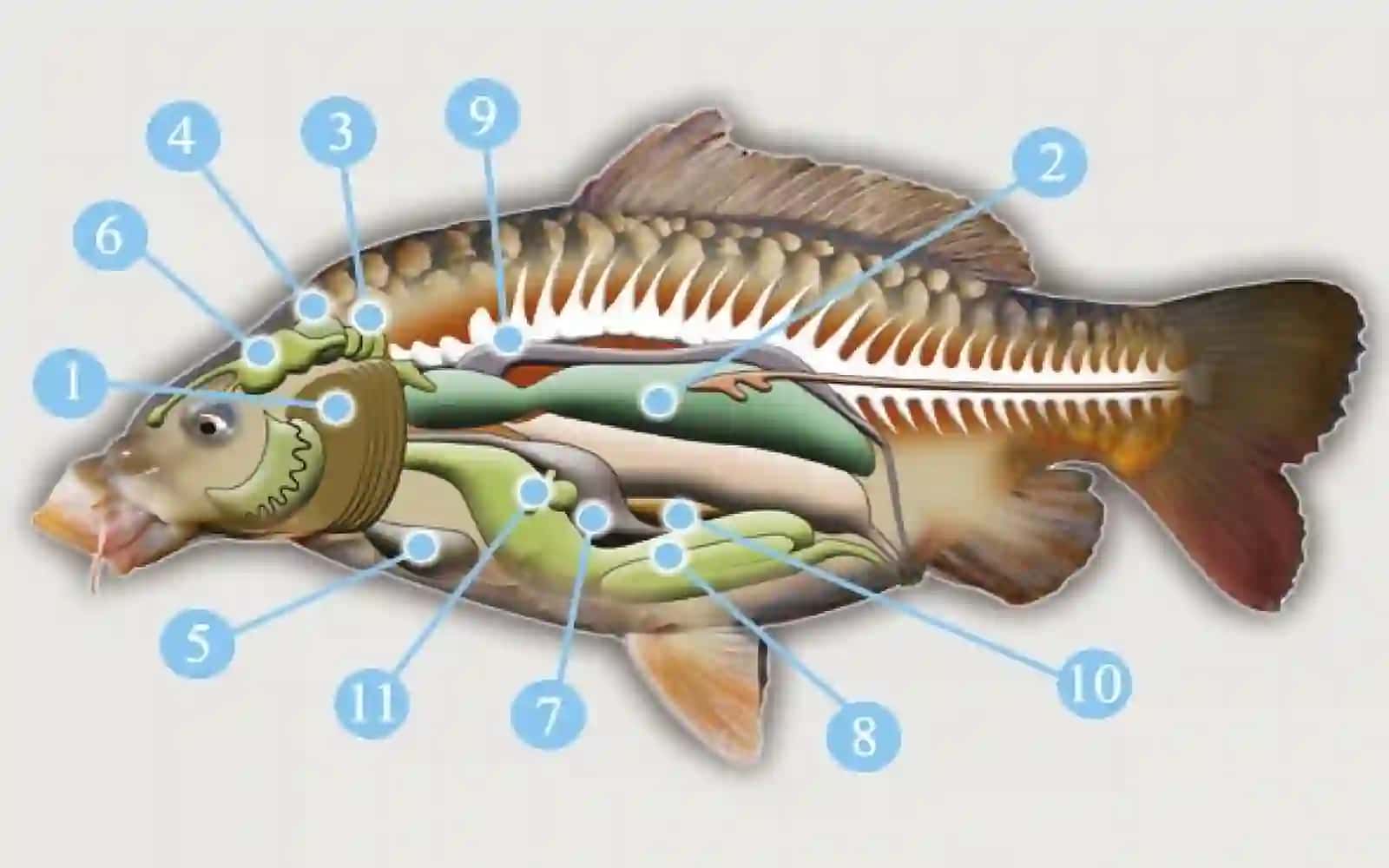 7-sinf Zoologiya 'Baliqlarning nerv sistemasi va sezgi organlari' ko'rgazma 4
