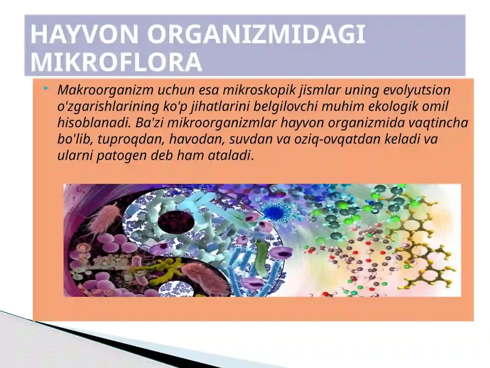 Hayvonlar organizmidagi mikrosflora 4