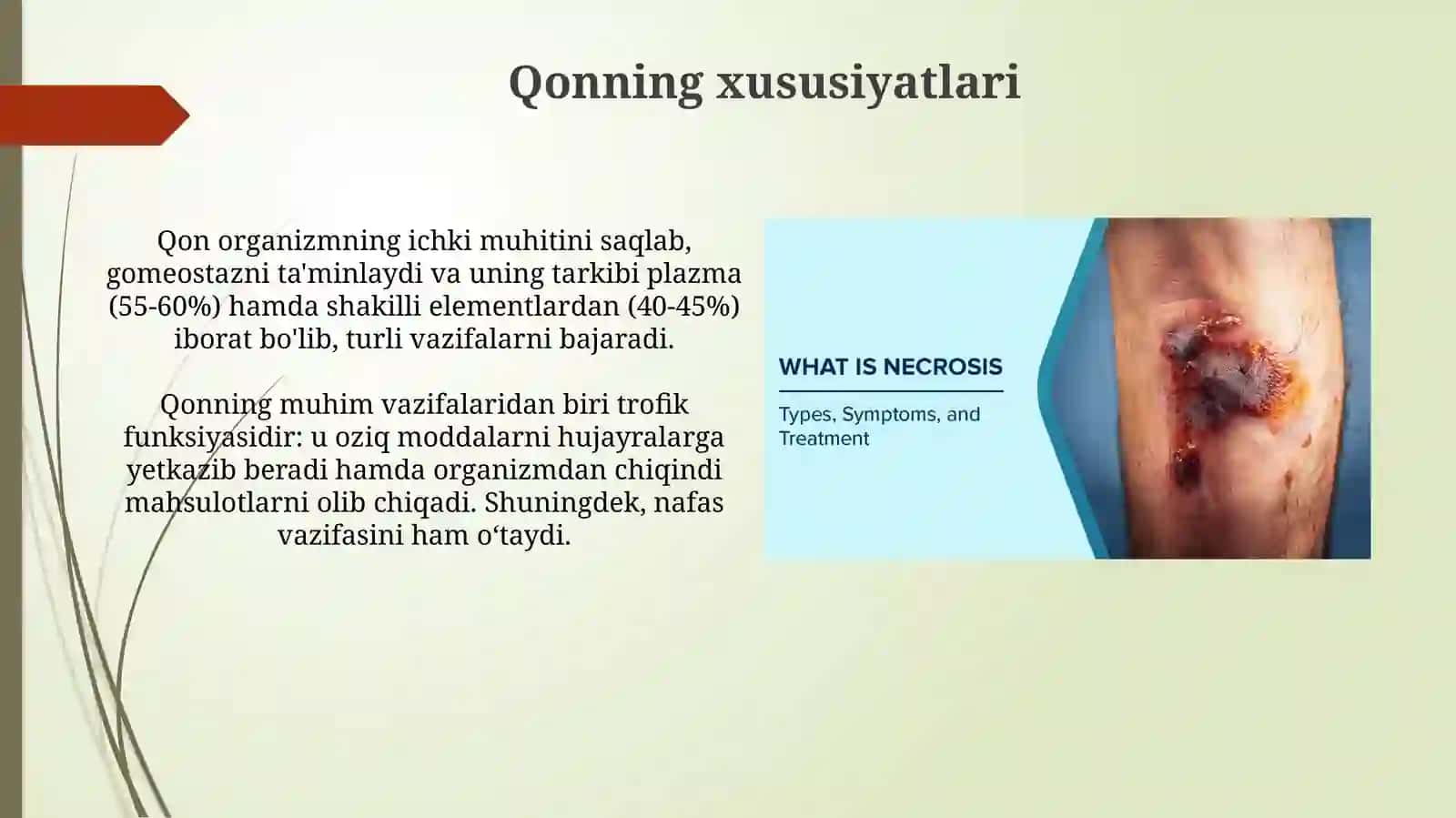 Ichki muhit to'qimalari va qonning umumiy xususiyatlari 4