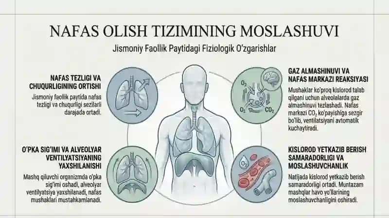 Jismoniy faollikning fiziologik mexanizmlari 4