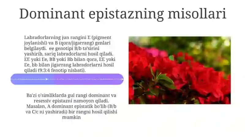 Epistazuningdominantvaretsessivxili 4