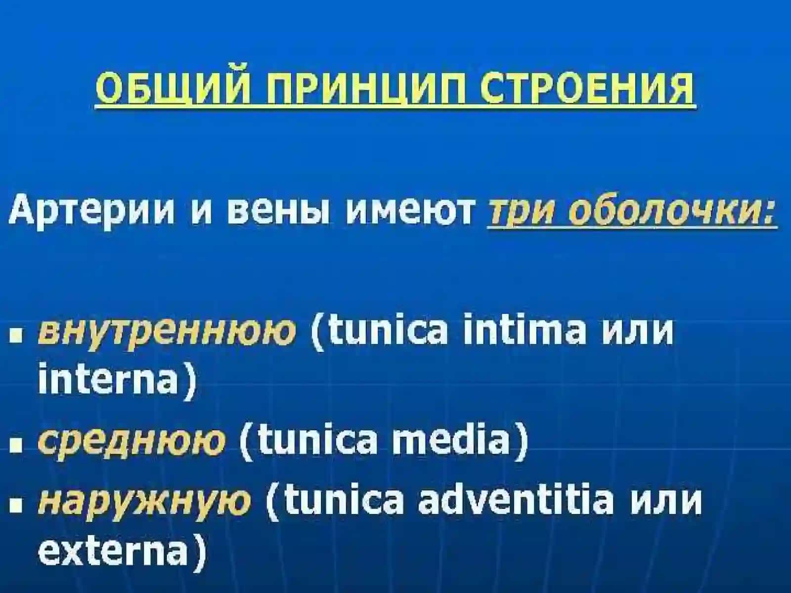 СЕРДЕЧНО-СОСУДИСТАЯ СИСТЕМА 4