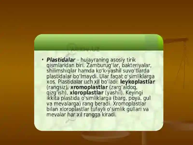 Plastidalar va ularning tiplari tuzilishi 4