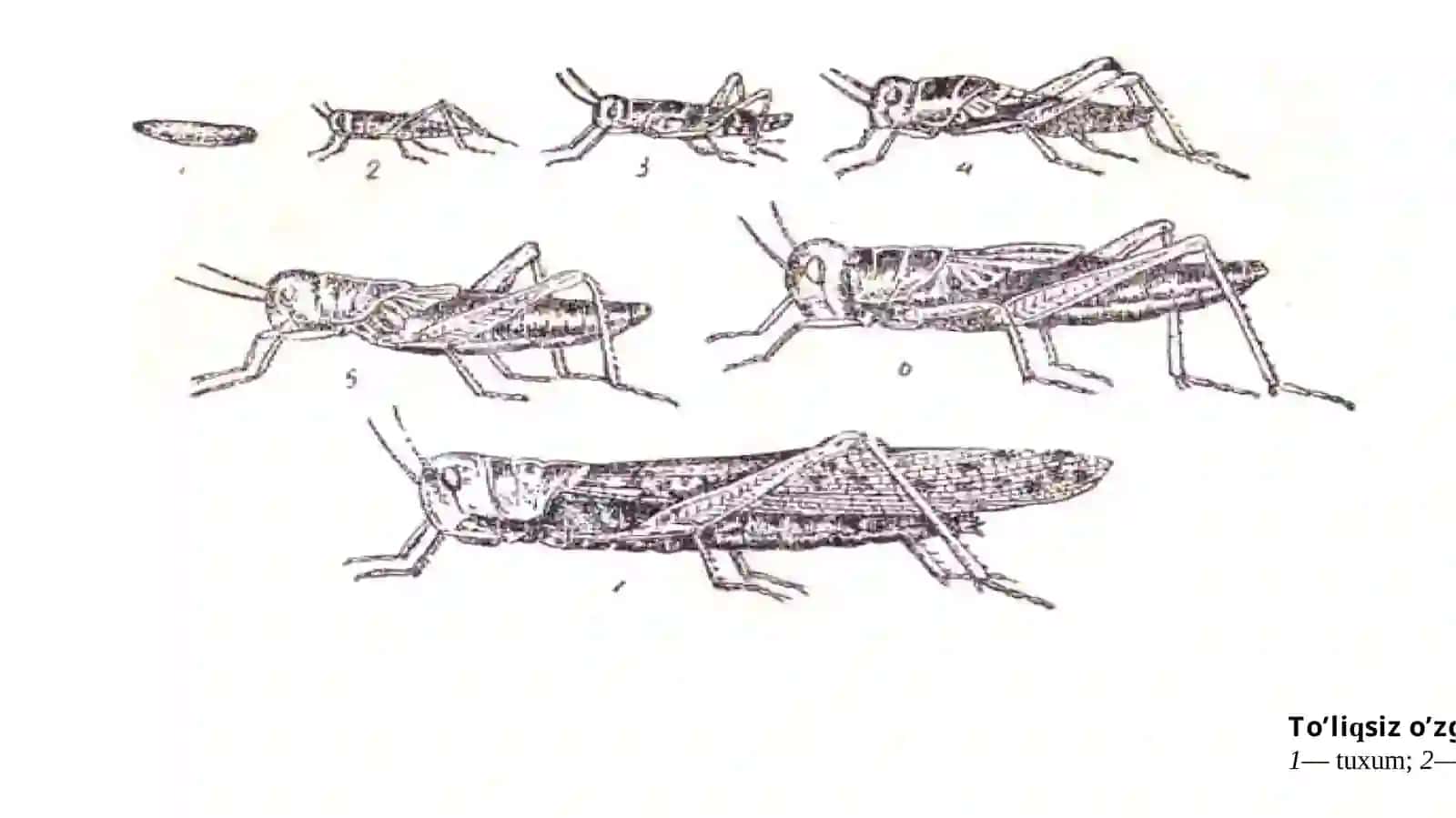 Hasharotlarni biologiyasi, ekologiyasi va sistematikasi 4