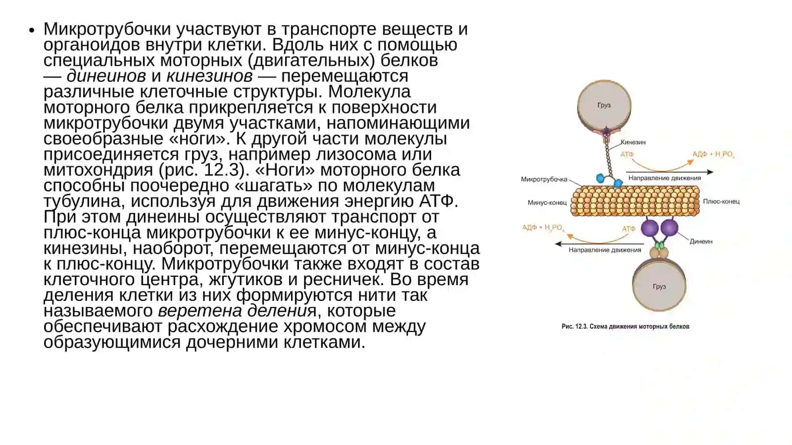 Гиалоплазма. Цитоскелет. Немембранные органоиды 4