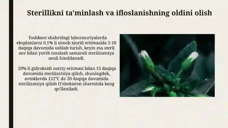Dorivor o'simliklarni in vitro sharoitida yetishtirish 4
