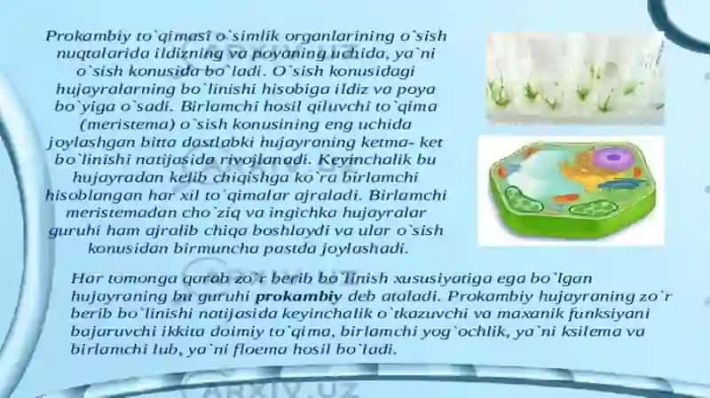 To‘qimalar haqida umumiy ma’lumot 4