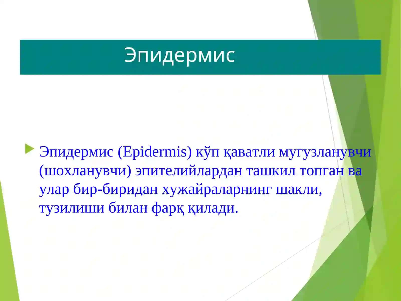 ДЕРМАТОЛОГИЯ ТЕРИНИНГТУЗИЛИШИ,МОРФОЛОГИК ЭЛЕМЕНТЛАРИ 4