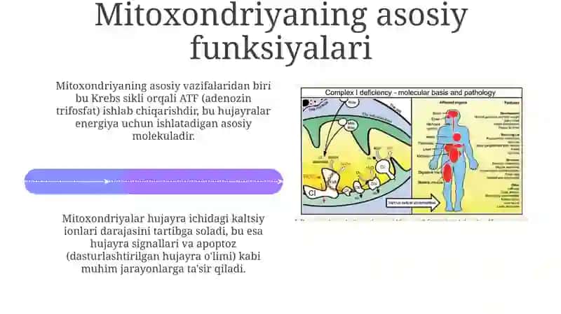 Mitoxondrialkasalliklar va Gipoenergetik holatlar 4