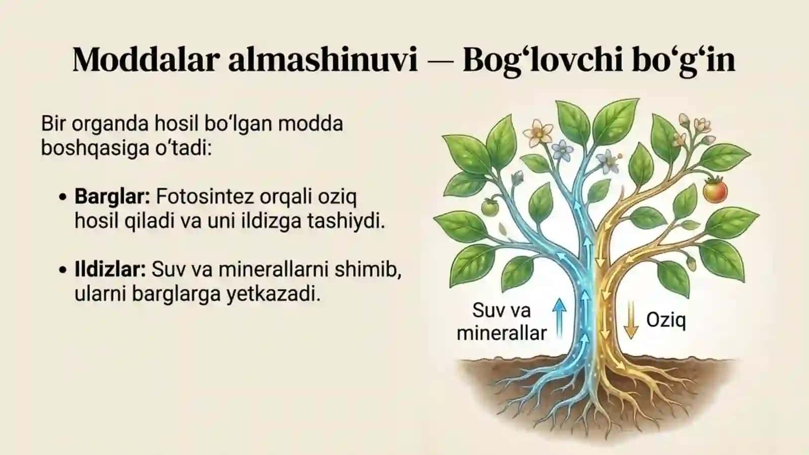 O'simlik - yaxlit organizm 4