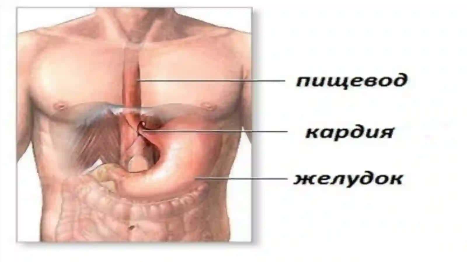 Kardiya axalaziyasi 4