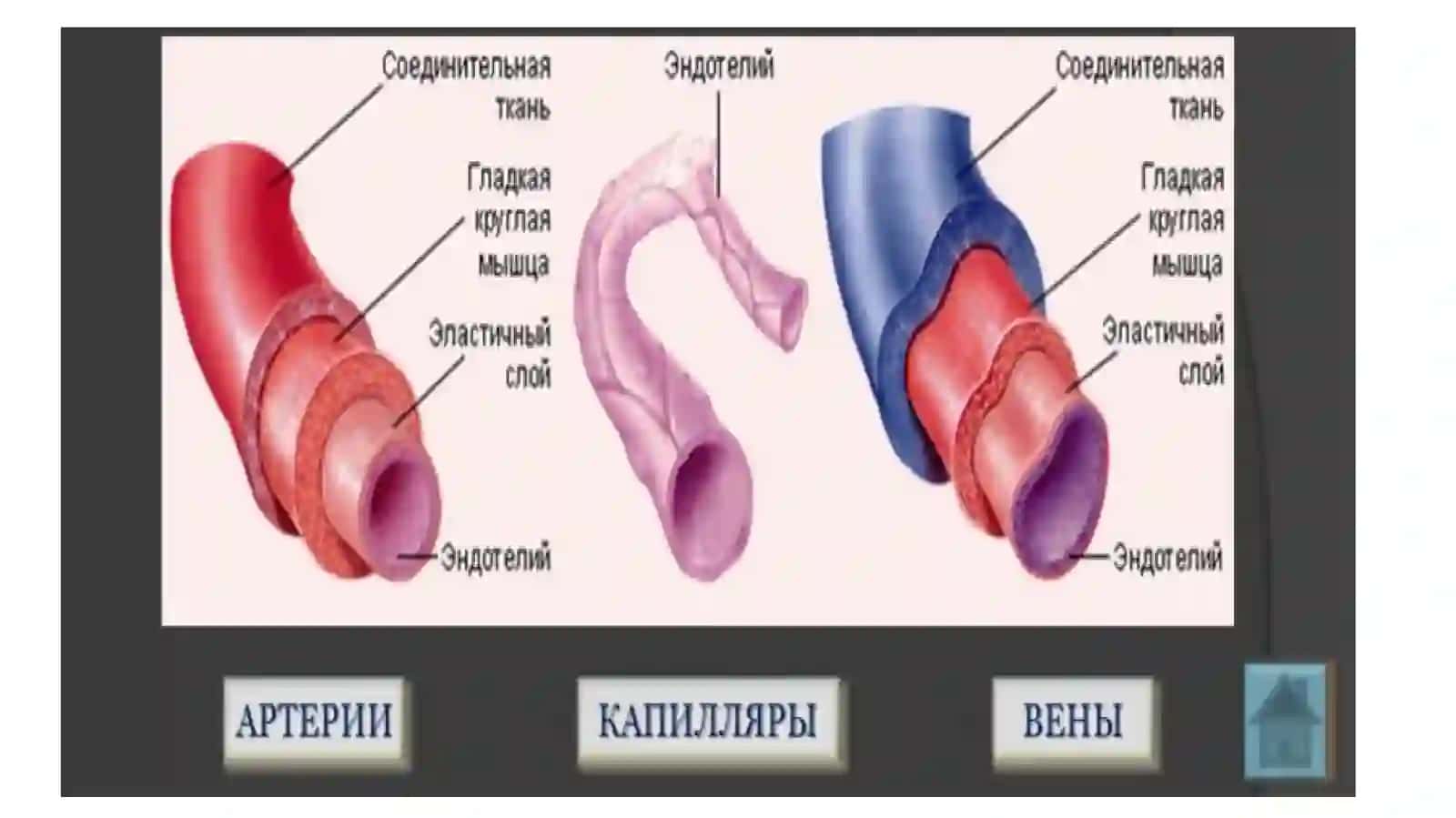 Юракқонтомир ва иммун химоя тизими 4