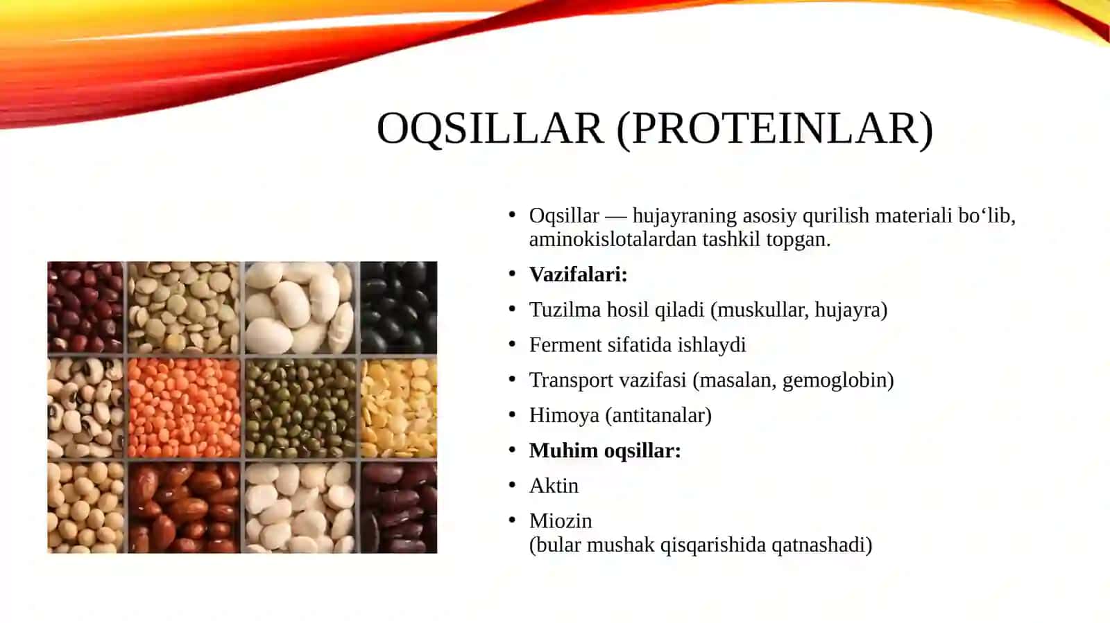 Muskullar, oqsillar, sirpanuvchi ipchalar modeli, Bir va ikki sun'iy membranalar modelleri 4