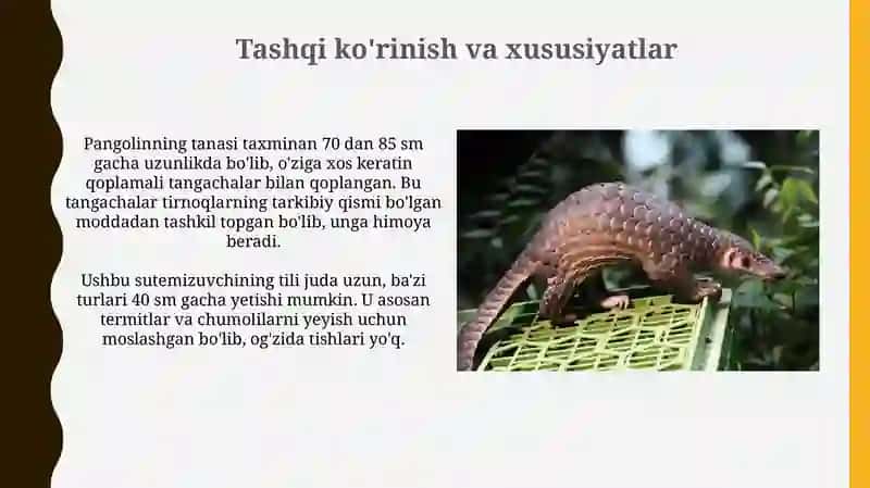 Pangolin 4