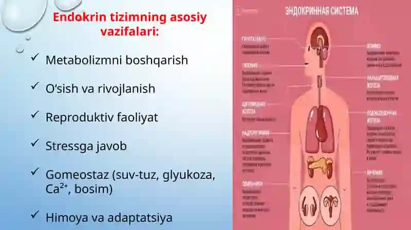 endokrin bezlar, gipotalamo gipofizar sistema 4