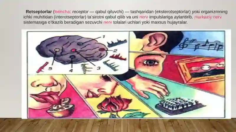 RETSEPTORLARDA INFORMATSION O‘ZGARISHLARNING BIOFIZIKAVIY MEXANIZMLARI.  TA’M VA HID BILISH NAZARIYASINING BIOFIZIK ASOSLARI 4