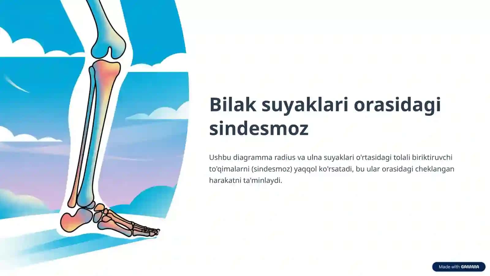 Sindesmoz, Sinxondroz va Sinostoz: Birlashuvlarning Turlari va Ahamiati 4