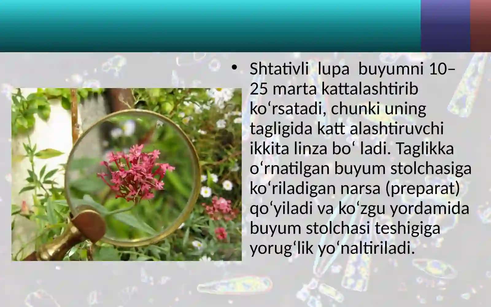5-sinf Botanika dars ishlanma. Lupa va mikroskop tuzilishi bilan tanishish 4