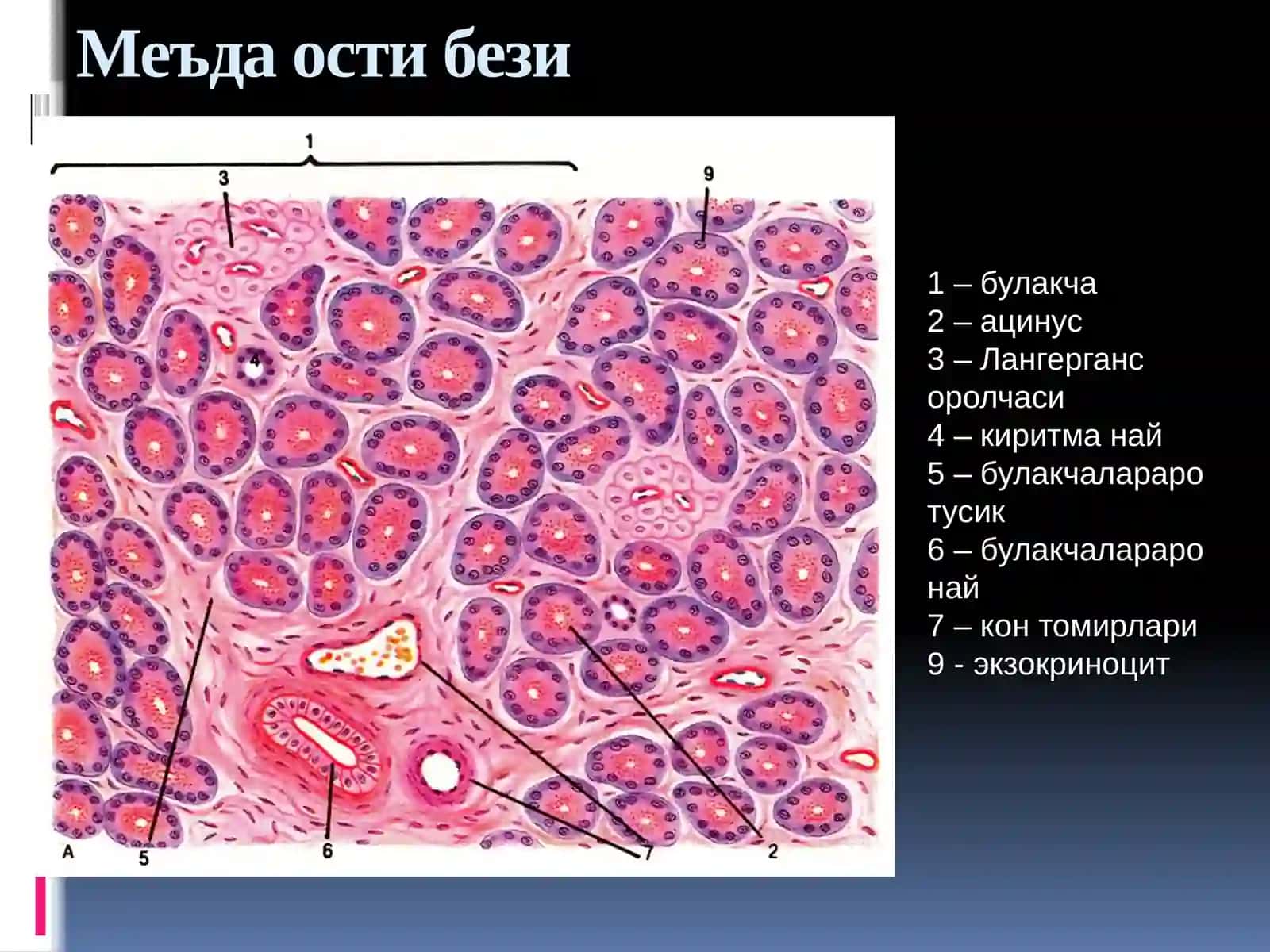 Меъда ости бези 4