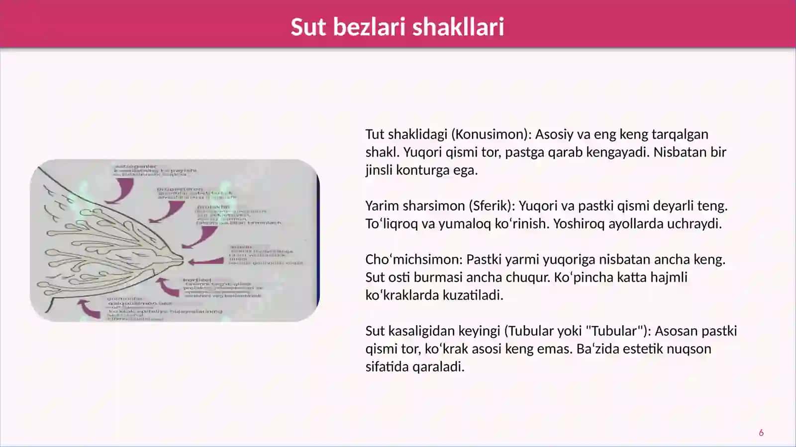 Sut bezlari faoliyatining boshqaruvi, sut bezlarining yoshga qarab o'zgarishi 4