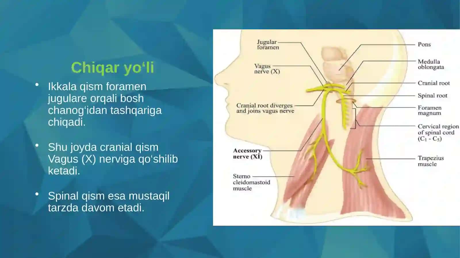 XI JUFT BOSHI MIYA NERVI (NERVUS ACCESSORIUS) 4