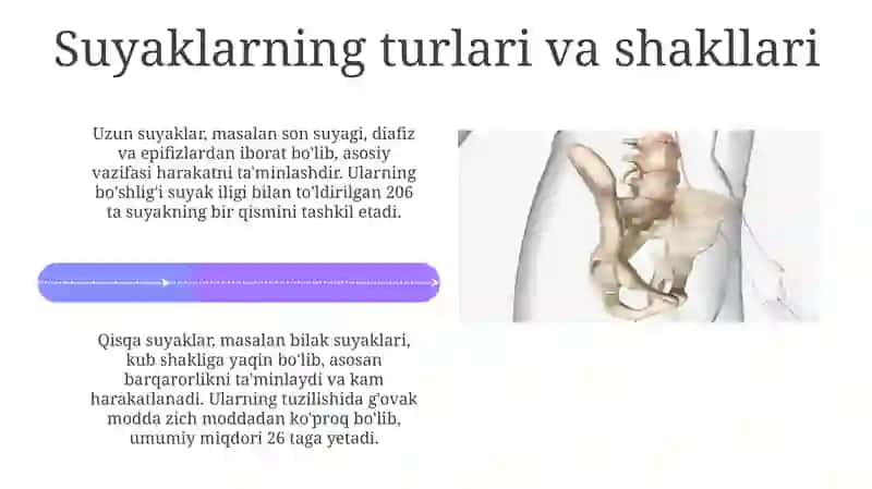 Skelet va uning bo`ylamlari haqida ma'lumot 4